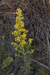 Solidago speciosa rigidiuscula