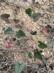 Erodium texanum