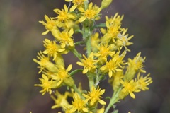 Solidago speciosa rigidiuscula