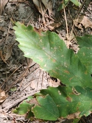 Castanea pumila