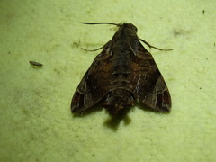 Macroglossum nubilum