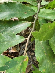Castanea pumila
