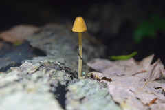 Mycena crocea