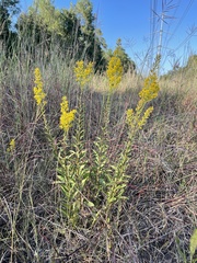 Solidago speciosa rigidiuscula