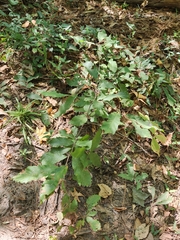 Castanea pumila