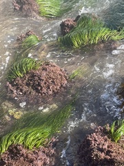 Phyllospadix torreyi