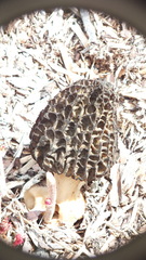 Morchella importuna