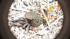 Morchella importuna