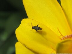 Microtechnites bractatus