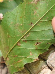 Castanea pumila