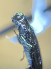 Agrilus egeniformis