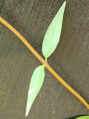 Gelsemium sempervirens