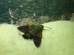 Macroglossum micacea