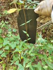 Gelsemium sempervirens