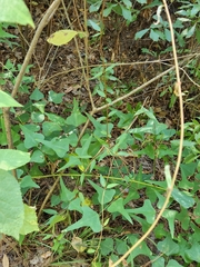 Gelsemium sempervirens