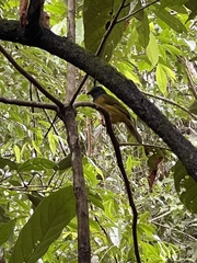 Eucometis penicillata