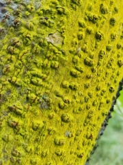 Chrysothrix xanthina