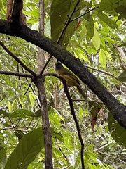 Eucometis penicillata