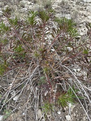 Stillingia texana
