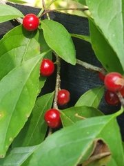 Ilex ambigua