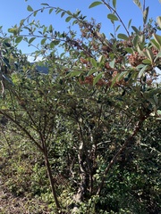 Cotoneaster pannosus
