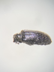 Artematopodidae
