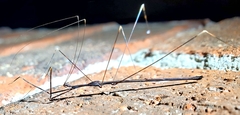 Emesaya brevipennis