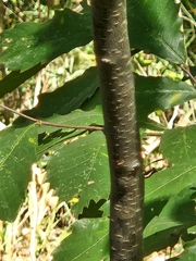 Ilex ambigua