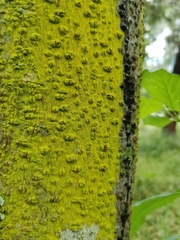 Chrysothrix xanthina