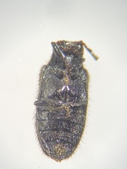 Artematopodidae