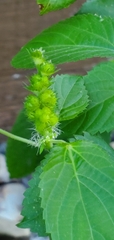 Acalypha ostryifolia