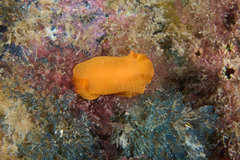 Doriopsilla carneola