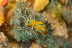 Tambja verconis