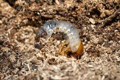 Dynastes tityus