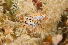 Thecacera pennigera