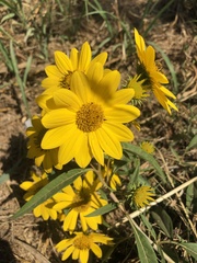 Helianthus grosseserratus