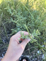 Heliotropium curassavicum