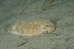 Pleurobranchaea maculata