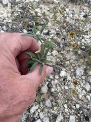 Melampodium leucanthum