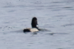 Aythya affinis