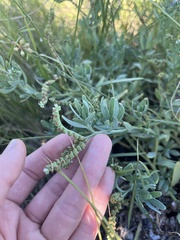 Heliotropium curassavicum