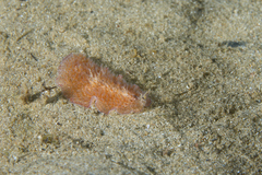 Pseudocerotidae
