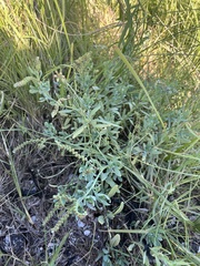 Heliotropium curassavicum