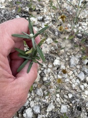 Melampodium leucanthum