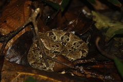 Bothrops atrox
