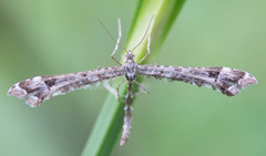 Amblyptilia pica