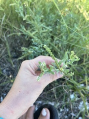 Heliotropium curassavicum