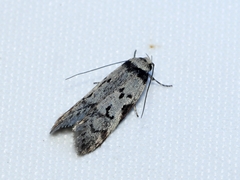 Philobota iphigenes