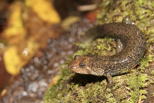Blue Ridge Blackbelly Salamander