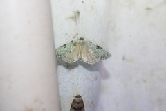 Leuconycta diphteroides